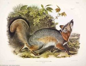 Canis (vulpes) Virginianus, Grey Fox — John James Audubon