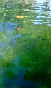 A Couple Of Water Lilies — Alfred Freddy Krupa, Photorealism
