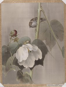 Cotton Rose Mallows In The Rain — Okada Baison