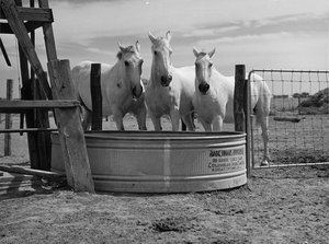 Work Horses On A Farm Security Administration Project. Scott's Bluff, Nebraska — Marion Post Wolcott