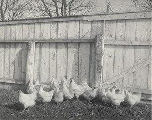 Agriculture Poultry — Frances Benjamin Johnston