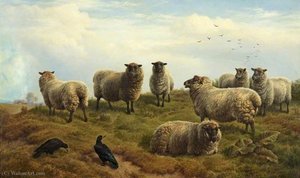 Sheep 23 — Charles Jones