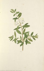 Myrtus Communis — Pieter The Younger Holsteyn