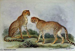 Cheetahs, from 'The Knowsley Menagerie'