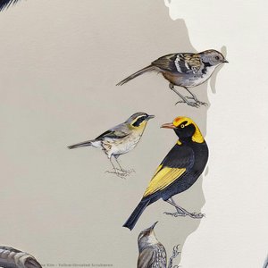 Yellow-throated Scrubwren — Jane Kim