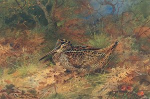 A Woodcock Resting In Autumn Leaves — Archibald Thorburn