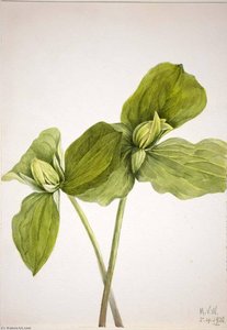 Toad Trillium (trillium Sessile) — Mary Vaux Walcott