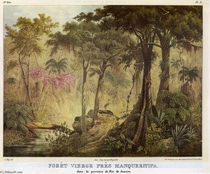 Quase Foret Virgin Manqueritipa