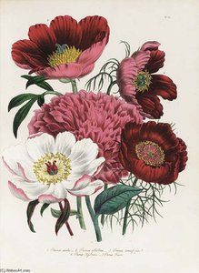 The Ladies' Flower Garden - (9)