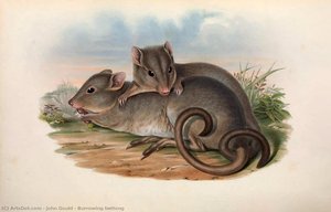 Burrowing Bettong — John Gould