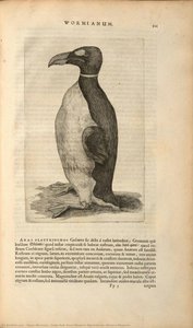 Great Auk, From Museum Wormianum (worm’s Museum) — Olaus Wormius