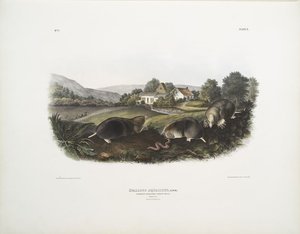 Scallops Aquaticus, Common American Shrew Mole. Natural Size. Male ^ Female — John James Audubon
