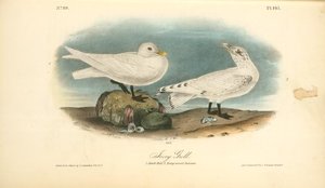 Ivory Gull. 1. Adult Male. 2. Young Second Autumn — John James Audubon