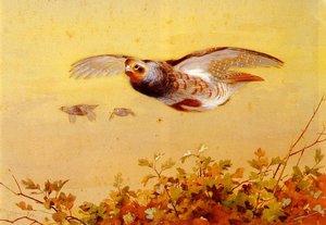 English Partridge In Flight — Archibald Thorburn