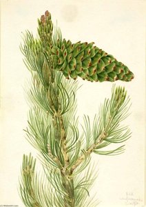Limber Pine (pinus Flexilis) — Mary Vaux Walcott