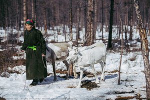 Tsaatan Chief Herding Reindeer — Angelo Chiacchio