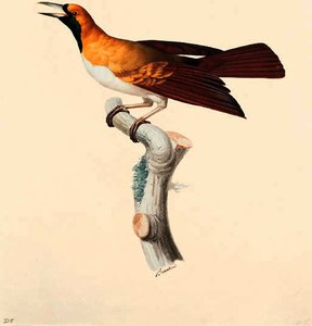 Paradisaea Minor — Jacques Barraband