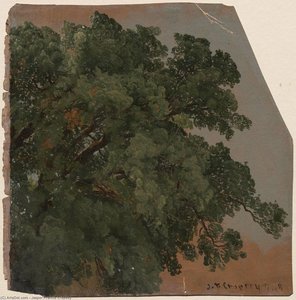 Foliage, Branches of Tree