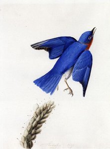 Eastern Bluebird — John James Audubon