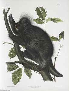 Nystrix Dorsata, Canada Porcupine — John James Audubon