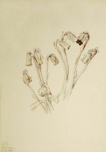 Indian Pipe (monotropa Uniflora) — Mary Morris Vaux Walcott