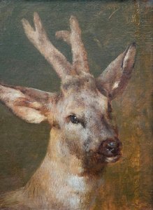 Head of Roebuck