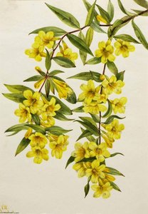 Carolina Jessamine (gelsemium Sempervirens) — Mary Vaux Walcott
