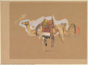 Two Camels