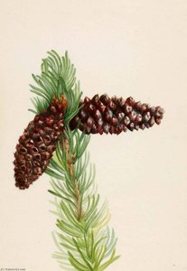 Bristle Cone Pine (pinus Aristata) — Mary Vaux Walcott