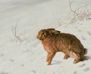 Hase Im Schnee