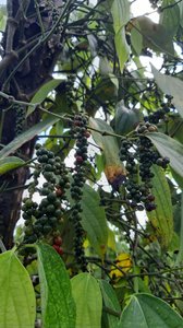 Peppercorns