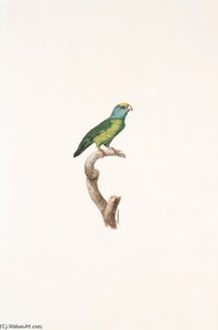 Brotogeris Sancti Thomae — Жак Барабан