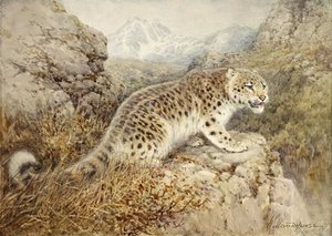 Snow Leopard — William Arnold Woodhouse