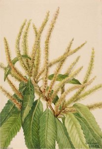 American Chestnut (castanea Dentata) — Mary Vaux Walcott