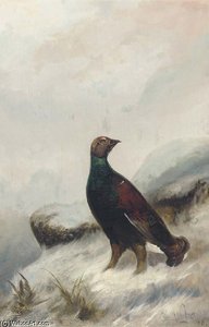 A Capercaille — Colin Graeme Roe
