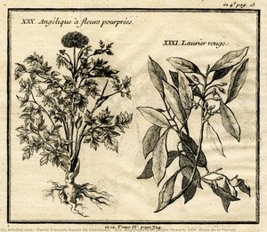 Xxx. Angélique With Purple Flowers; Xxv. Alcea De La Florida — Pierre François Xavier De Charlevoix, Neoclassicism