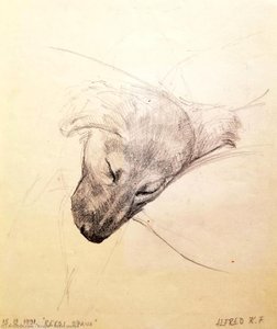 Reksi Sleeps — Krupa