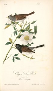 Oregon Snow-bird. 1. Male. 2. Female. (rosa Laevigata) — John James Audubon