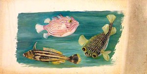 Fishes — Marianne North