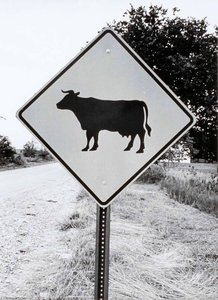 Cow Traffic Sign, From The Kansas Documentary Survey Project — Larry W Schwarm