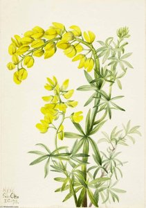 Yellow Lupine (lupinis Arboreus) — Mary Morris Vaux Walcott