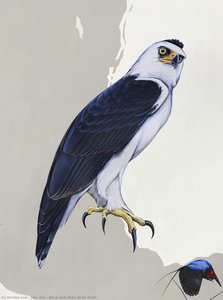 Black-and-white Hawk-eagle — Jane Kim