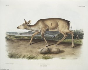 Cervus Macrotis, Black-tailed Deer. Female. Summer Pelage — John James Audubon