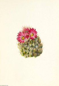 Hedgehog Cactus (coryphantha Arizonica) — Mary Vaux Walcott