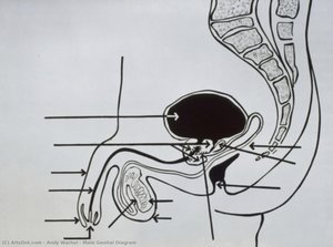 Male Genital Diagram — Andy Warhol