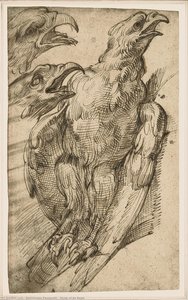 Study of An Eagle