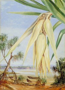 Male Inflorescence Of A Screw Pine — Marianne North