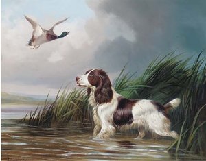 A Spaniel Putting A Mallard Up — Colin Graeme Roe