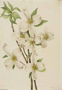 Flowering Dogwood (cornus Florida) — Mary Morris Vaux Walcott
