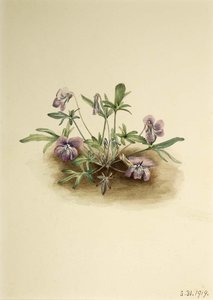 Southern Coast Violet (viola Septemloba) — Mary Morris Vaux Walcott